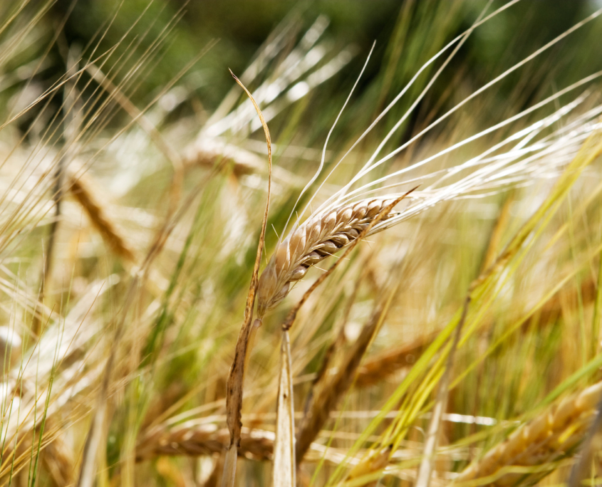 Wheat Background